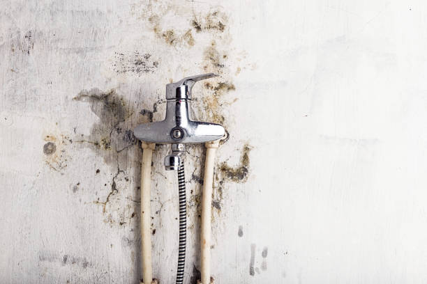 Best Mold Remediation Experts  in Voorheesville, NY