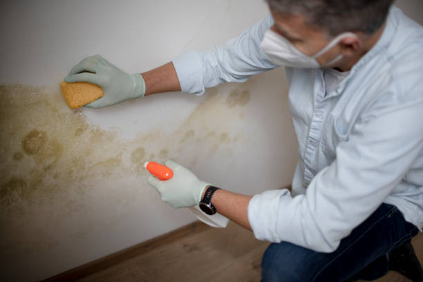 Best Toxic Mold Removal  in Voorheesville, NY