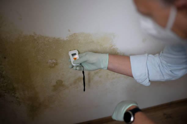 Best Black Mold Removal  in Voorheesville, NY