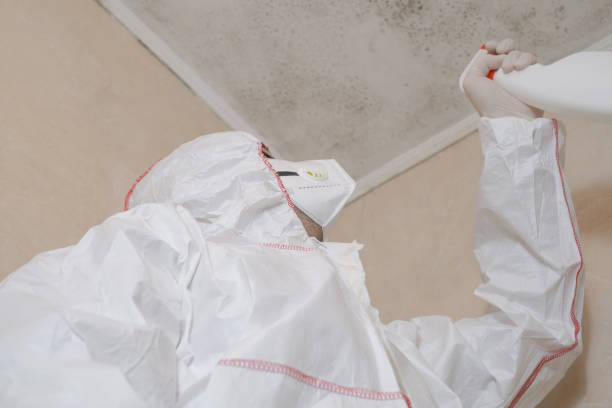 Best Attic Mold Removal  in Voorheesville, NY