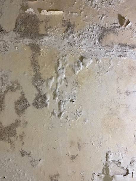 Best Commercial Mold Removal  in Voorheesville, NY