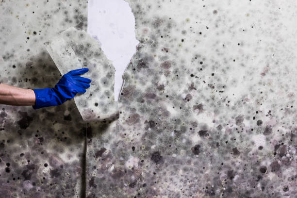 Best Office Mold Removal Services  in Voorheesville, NY