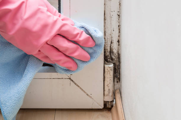 Attic Mold Removal in Voorheesville, NY